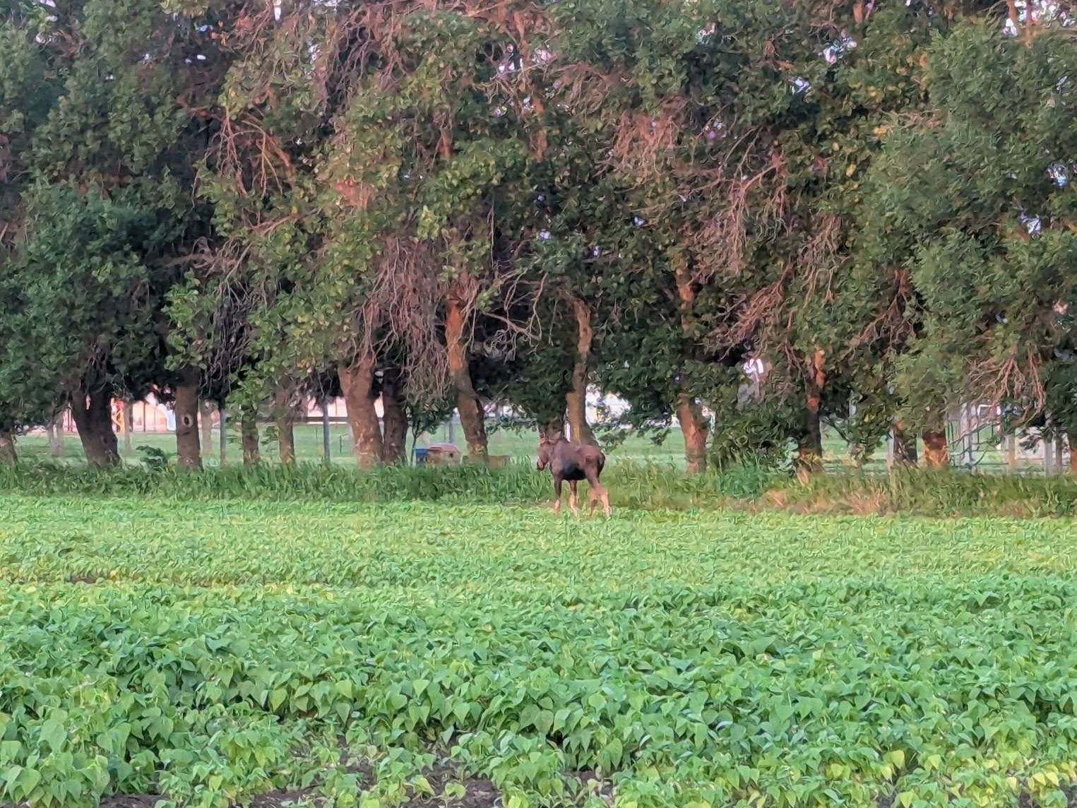 Moose on the loose near Schanzenfeld