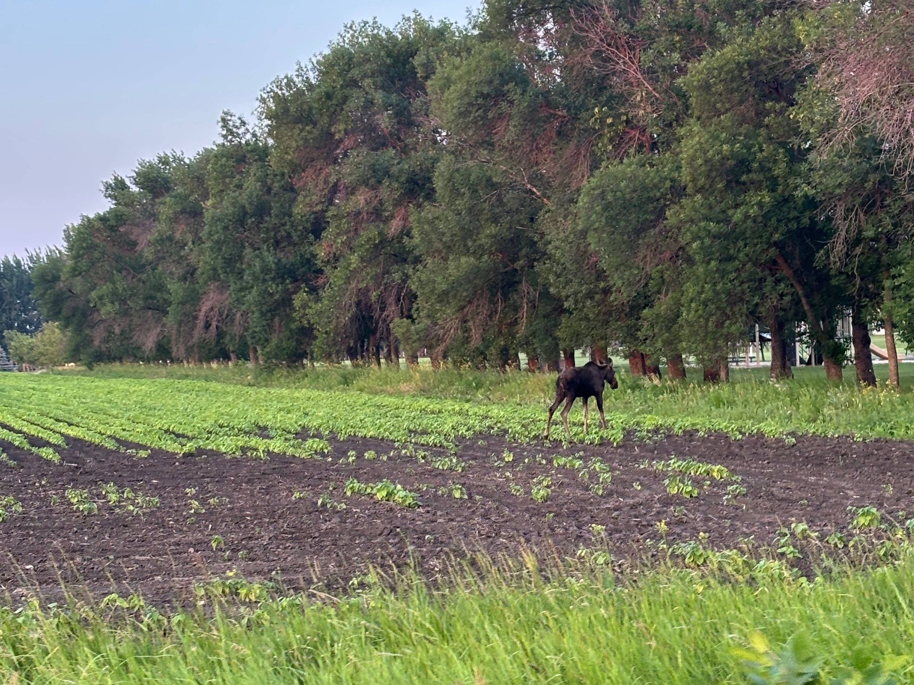 Moose near Schanzenfeld