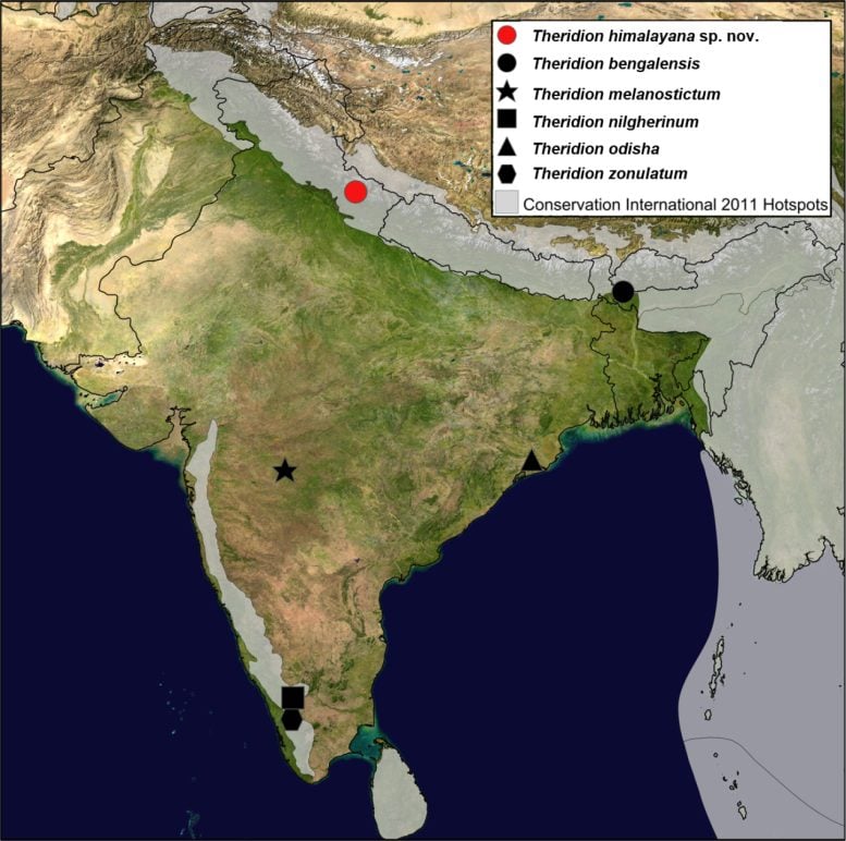 Map Showing the Theridion spp. From India