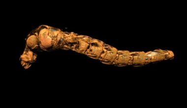 Micro CT Scan Larva Air Sacs