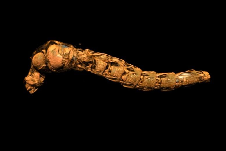 Micro CT Scan Larva Air Sacs