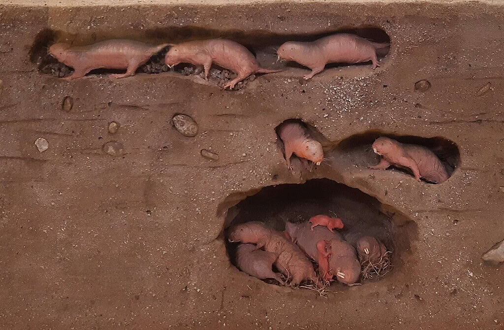 Puppies and a mother dog in a burrow, newborns resting in a hole in the ground.
