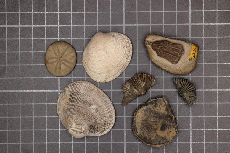 Modern and Paleozoic Fauna