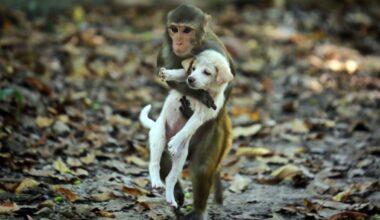 Monkeys sometimes have 'pets' like humans