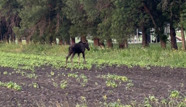 How common is it to see a moose close to Winkler? Conservation weighs in  - PembinaValleyOnline.com