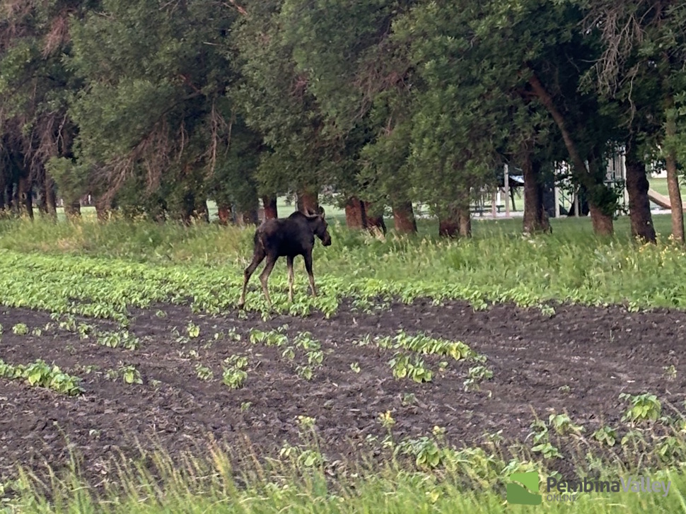 How common is it to see a moose close to Winkler? Conservation weighs in  - PembinaValleyOnline.com