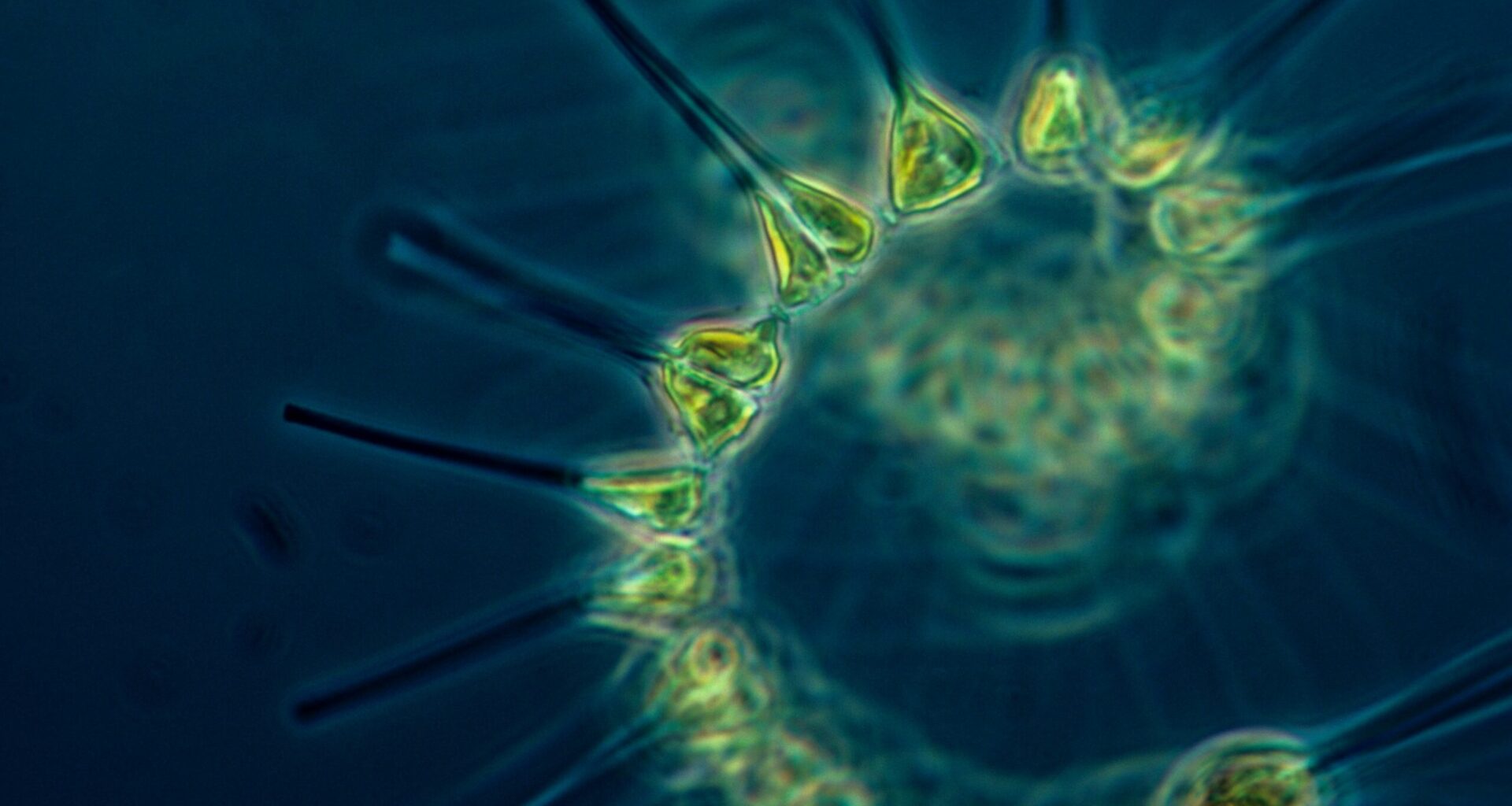 From plankton to plate: Changing UK seas are shifting food webs