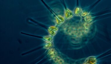 From plankton to plate: Changing UK seas are shifting food webs