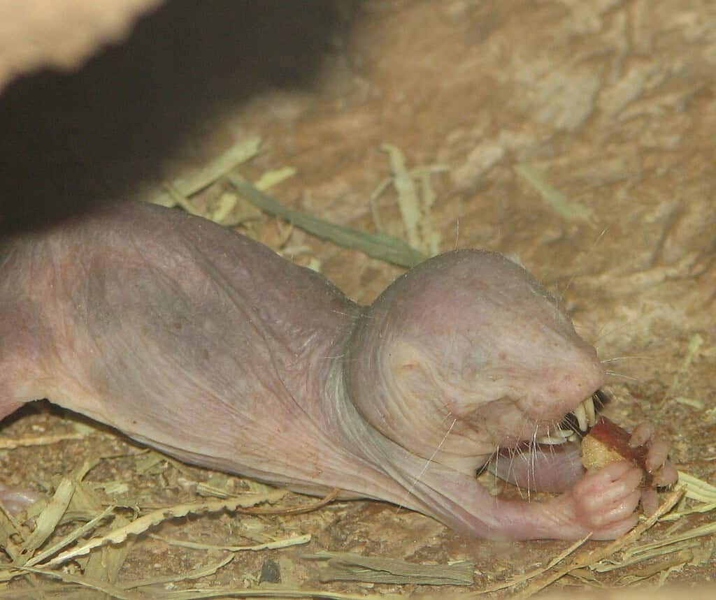 Close-up of a newborn mole with tiny teeth on earthy ground.