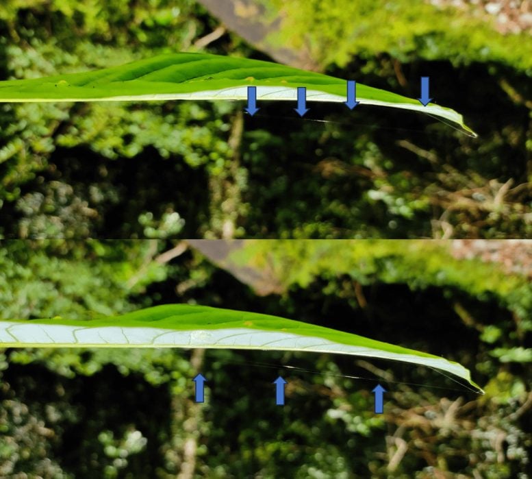 Nest Architecture of Theridion Himalayana