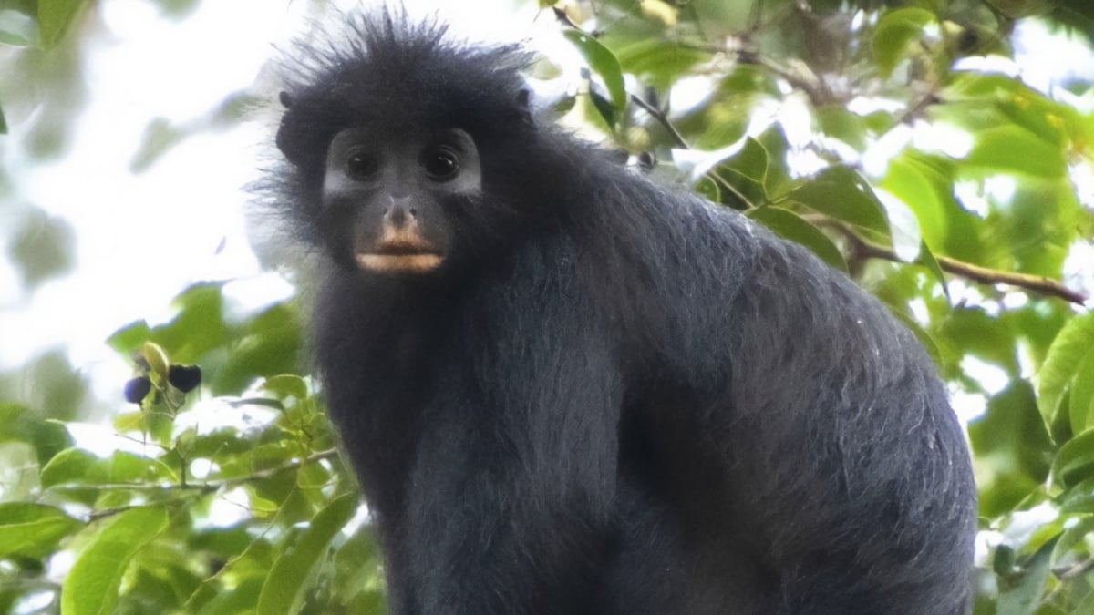 An Entirely New Monkey Species Has Been Hiding in The Congo Rainforest