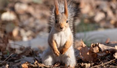 No more chasing squirrels: Supplement industry refocuses on regulatory risk