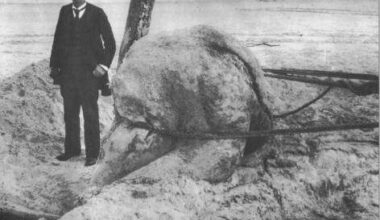 Trunko: the sea monster that was rotting whale