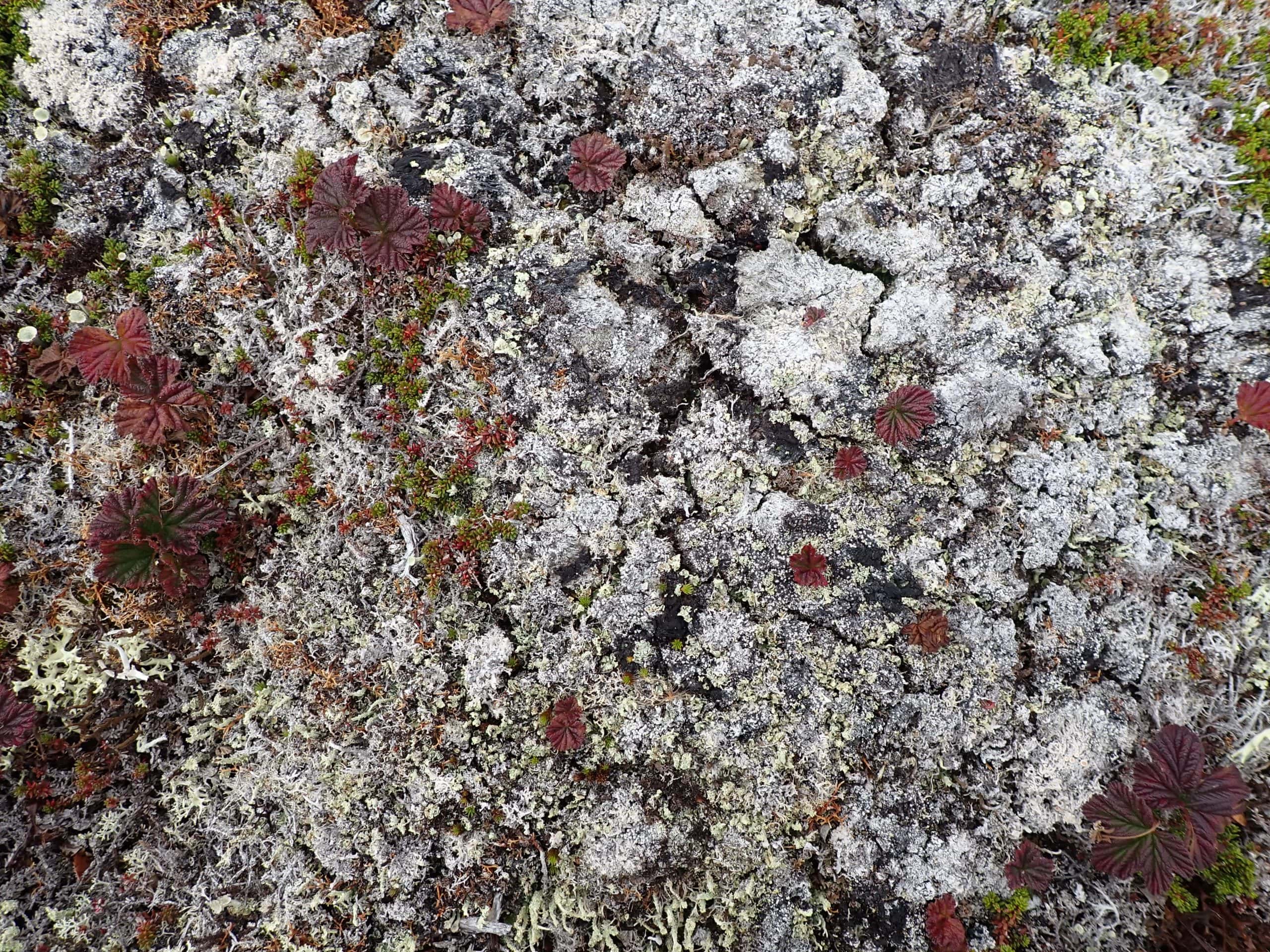 A closeup of lichen.