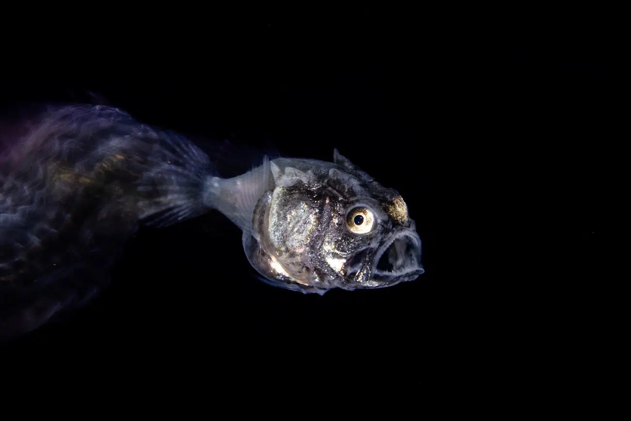 Underwater Photography