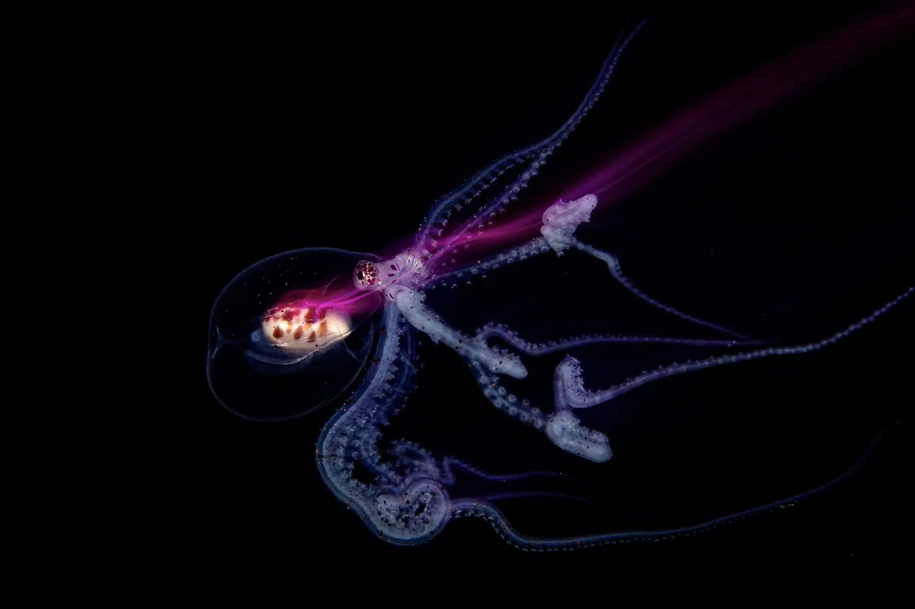 Underwater Photography