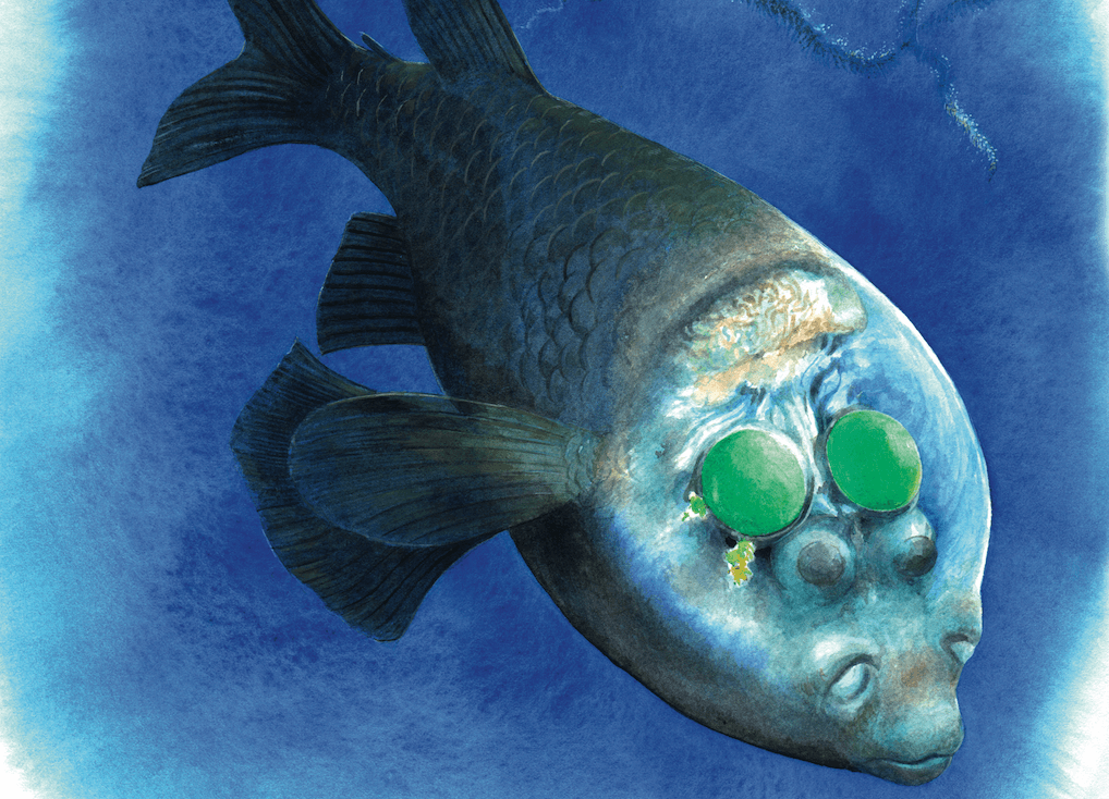 Pacific barreleye