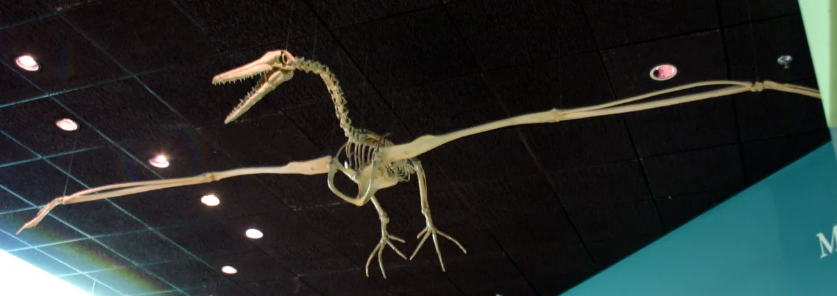 Replica of a Pelagornis skeleton