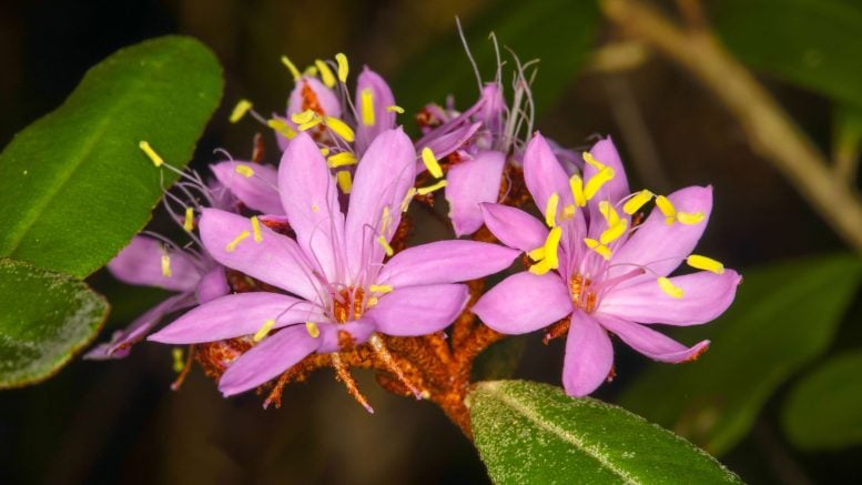 Phebalium Banyabba Flower Cluster