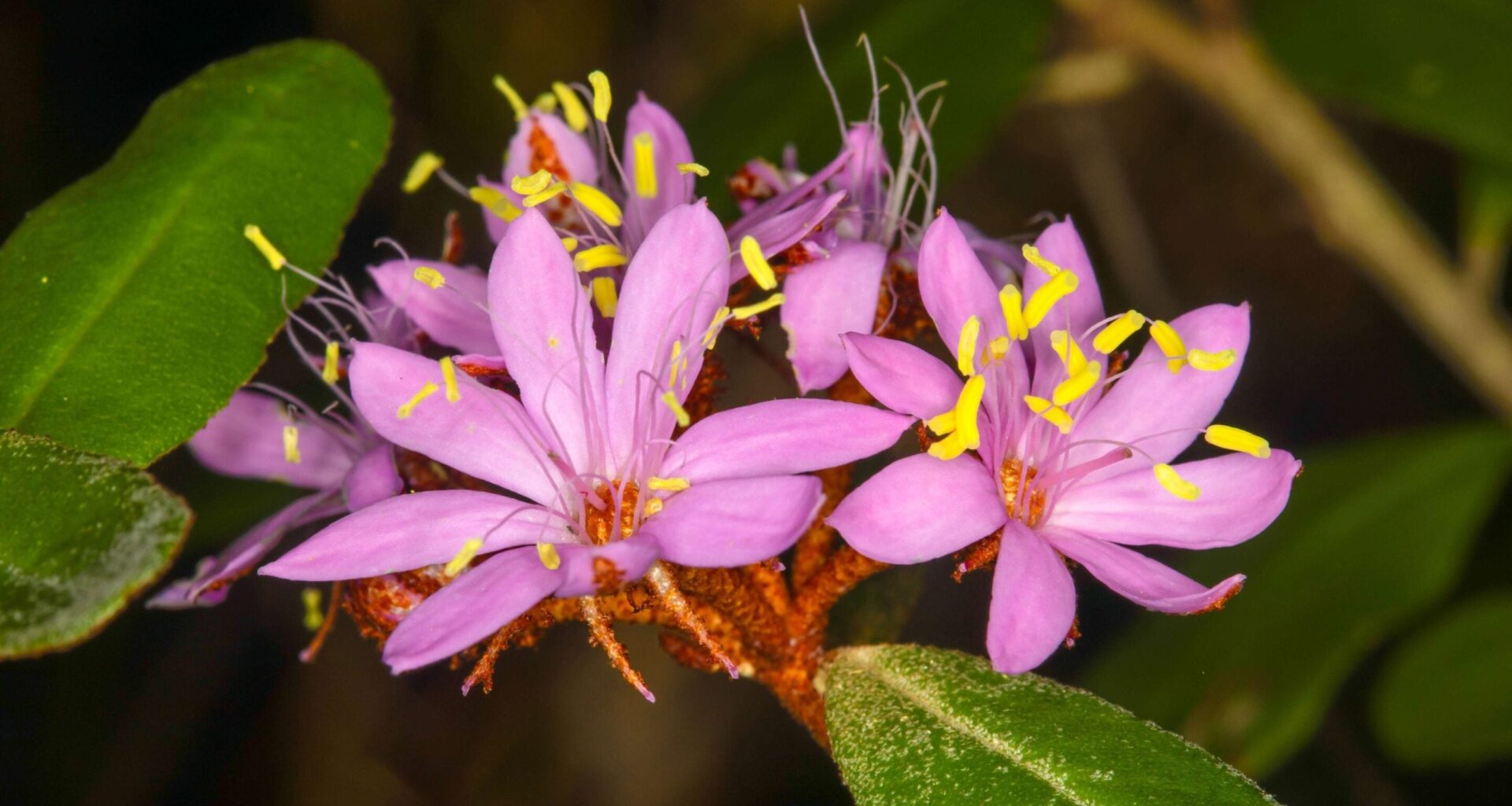 Scientists Uncover New Plant Species Hidden in Plain Sight for More Than 100 Years