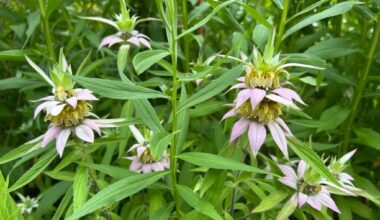 Pollination Station: Midsummer Update 2026 – Mountain Lake PBS