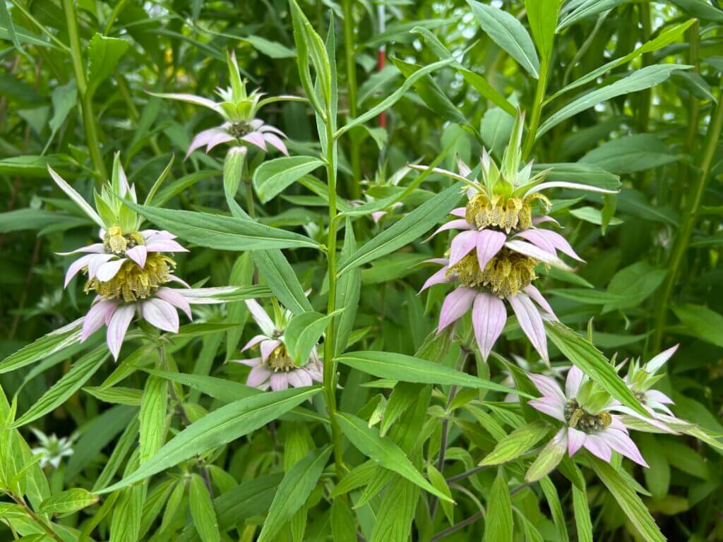 Pollination Station: Midsummer Update 2026 – Mountain Lake PBS