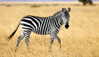 Scientists painted black cows with white stripes to test whether zebra markings deter biting flies — and the painted cows drew 50 per cent fewer flies, adding weight to the theory that zebras evolved their colouring not for camouflage or heat, but as a living insect repellent