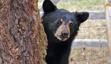 A black bear's heart drops from roughly 55 beats per minute to as few as 8 during hibernation, yet it emerges in spring with almost no muscle or bone loss: a biological trick space agencies are studying to protect astronauts on long missions