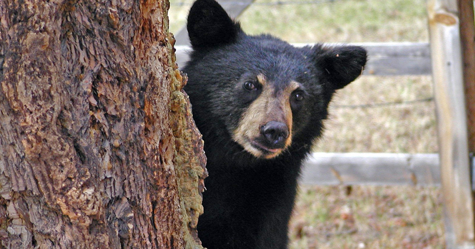 A black bear's heart drops from roughly 55 beats per minute to as few as 8 during hibernation, yet it emerges in spring with almost no muscle or bone loss: a biological trick space agencies are studying to protect astronauts on long missions
