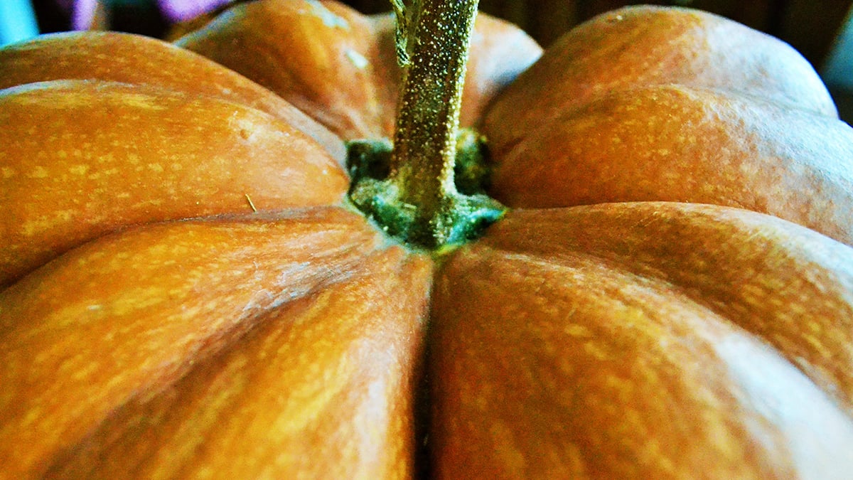 Pumpkin Peel Offers an Incredible New Way to Keep Food Fresh, Study Shows : ScienceAlert