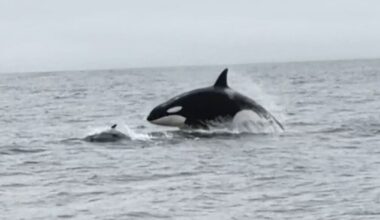 Orcas go airborne while hunting dolphins in rare footage - CTV News