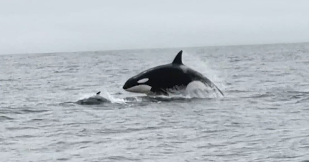 Orcas go airborne while hunting dolphins in rare footage - CTV News