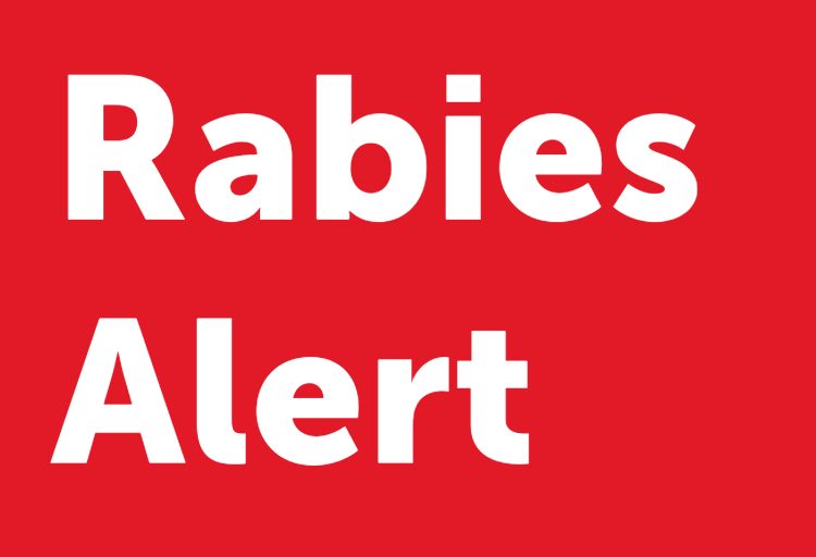 Rabies confirmed in bat in Trinity Bay area