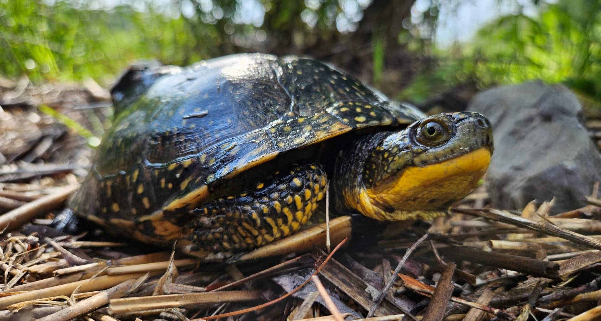 A turtle with a bright yellow throat and chin.