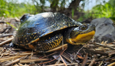 A turtle with a bright yellow throat and chin.