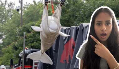 WATCH — How a ‘rescue mission’ moved 6 whales from Canada to the U.S. | story