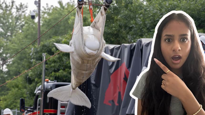 WATCH — How a ‘rescue mission’ moved 6 whales from Canada to the U.S. | story