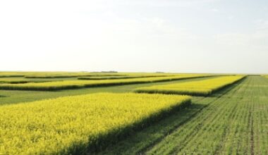 Saskatchewan, Ottawa sign MOU to keep Indian Head and Scott Research Farms operating - SteinbachOnline.com