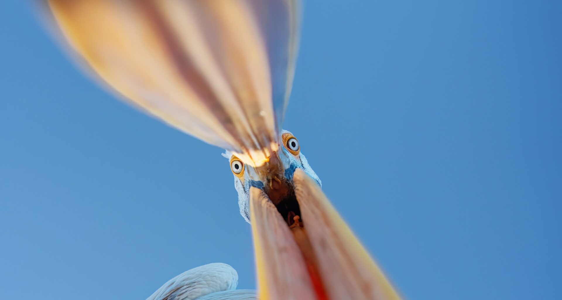 View of a pelican opening its bill.
