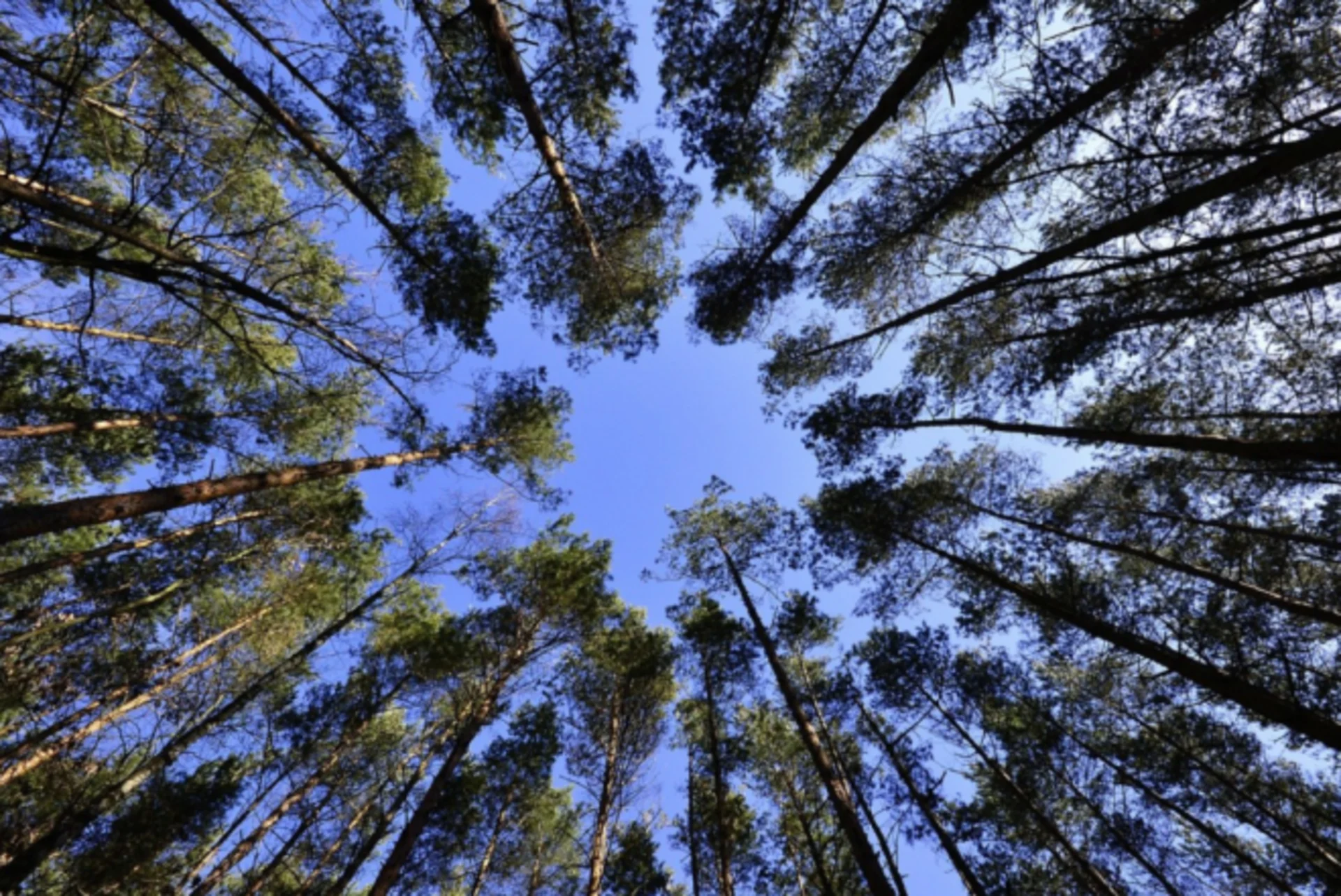 Tree canopy - Pixabay/Naster. Free for use. Link: https://pixabay.com/photos/forest-trees-tree-canopy-foliage-231066/