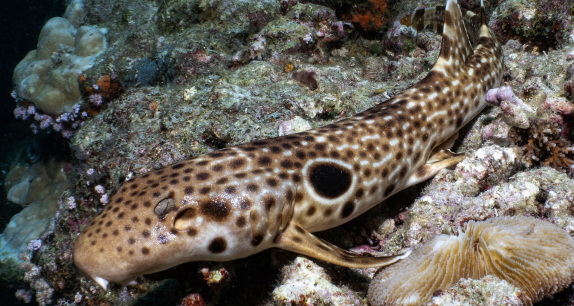 New walking shark discovered as protected population booms