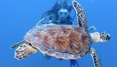 BVI Aquatic Experience earns 2026 Telly Award!