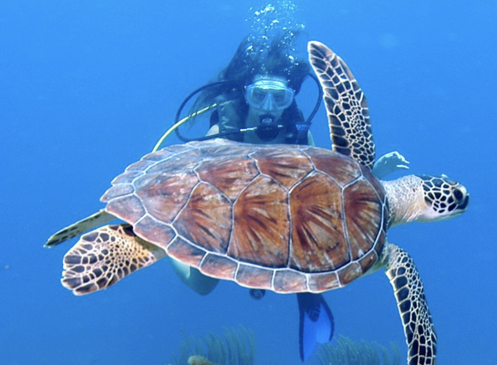 BVI Aquatic Experience earns 2026 Telly Award!