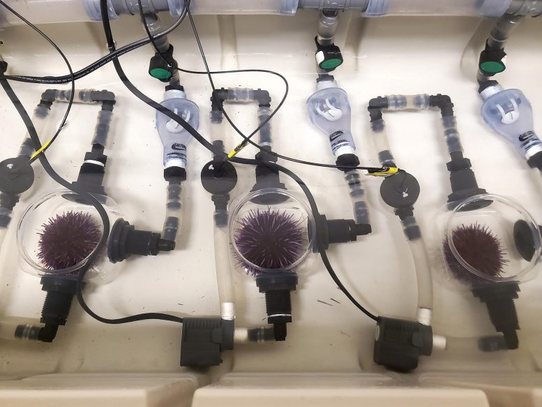 Sea Urchins in Respirometry Chambers