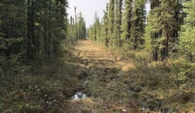 Boreal forest with a cleared section running through it.