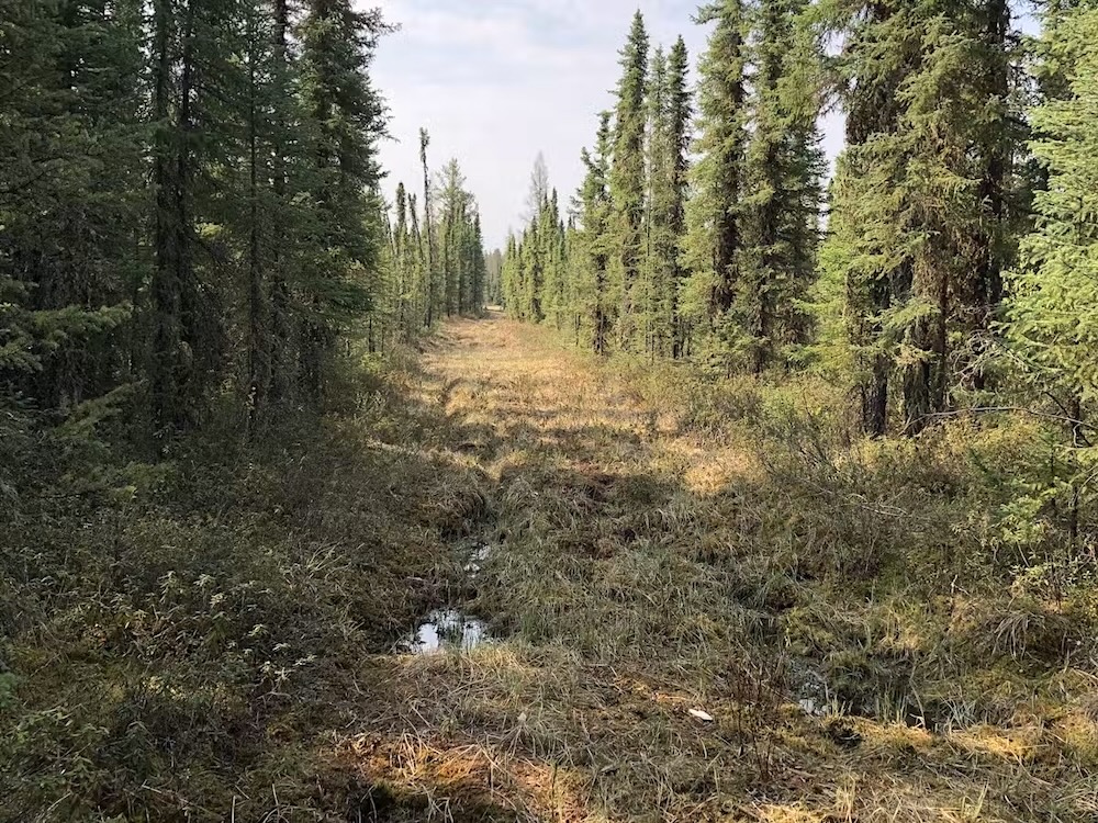 Boreal forest with a cleared section running through it.