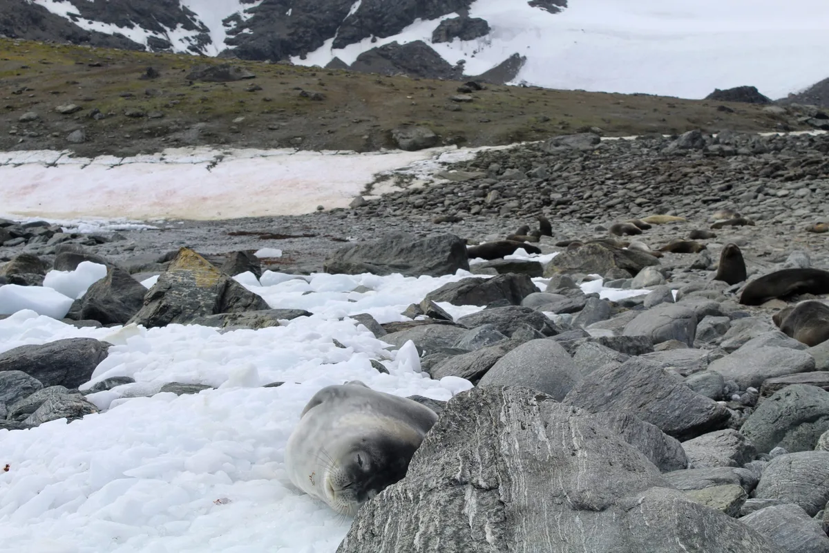 Snowbloom and seals Signy Island