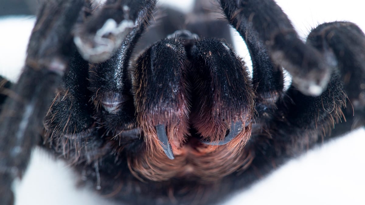 Earliest Evidence of Spider Fangs Discovered in Half-Billion-Year-Old Fossils : ScienceAlert