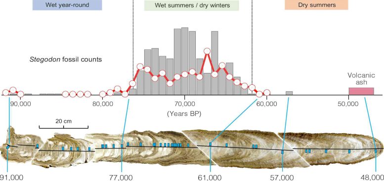 Stalagmite Climate Record and Stegodon Timeline