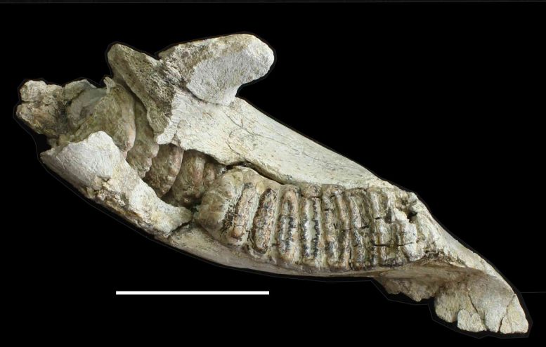 Stegodon Florensis Florensis Jawbone and Molar